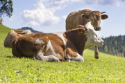 © lichtreiz - Fotolia.comKühe
