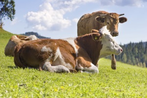 Kühe © lichtreiz - Fotolia.comKühe